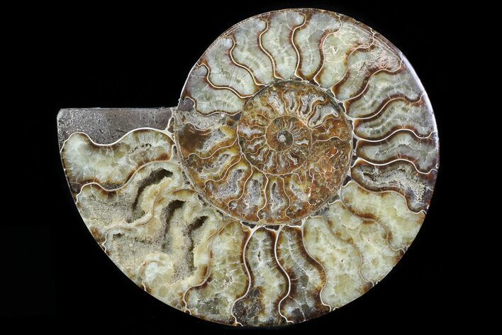 Cut Ammonite Fossil (Half) - Agatized #78338